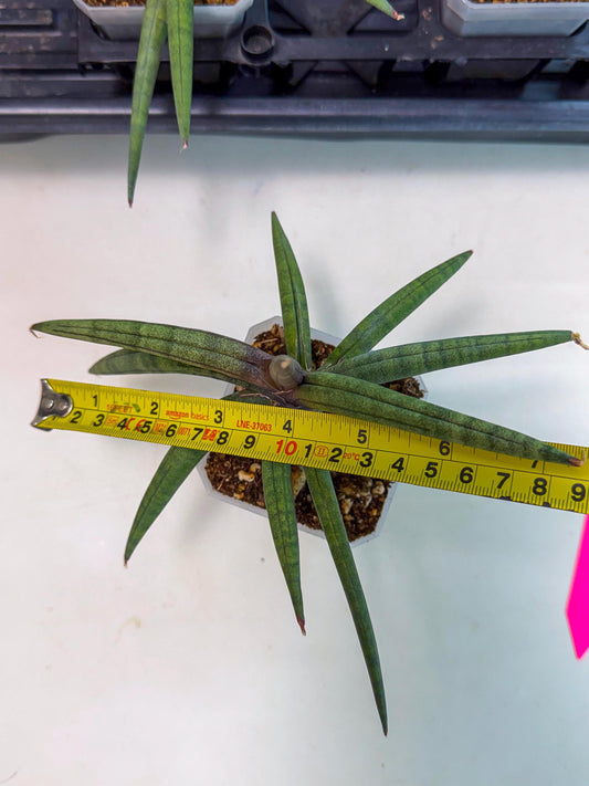 Sansevieria Terung Muda (p) | Rare Import