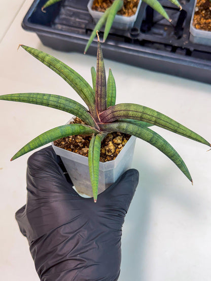 Sansevieria Terung Muda (p) | Rare Import