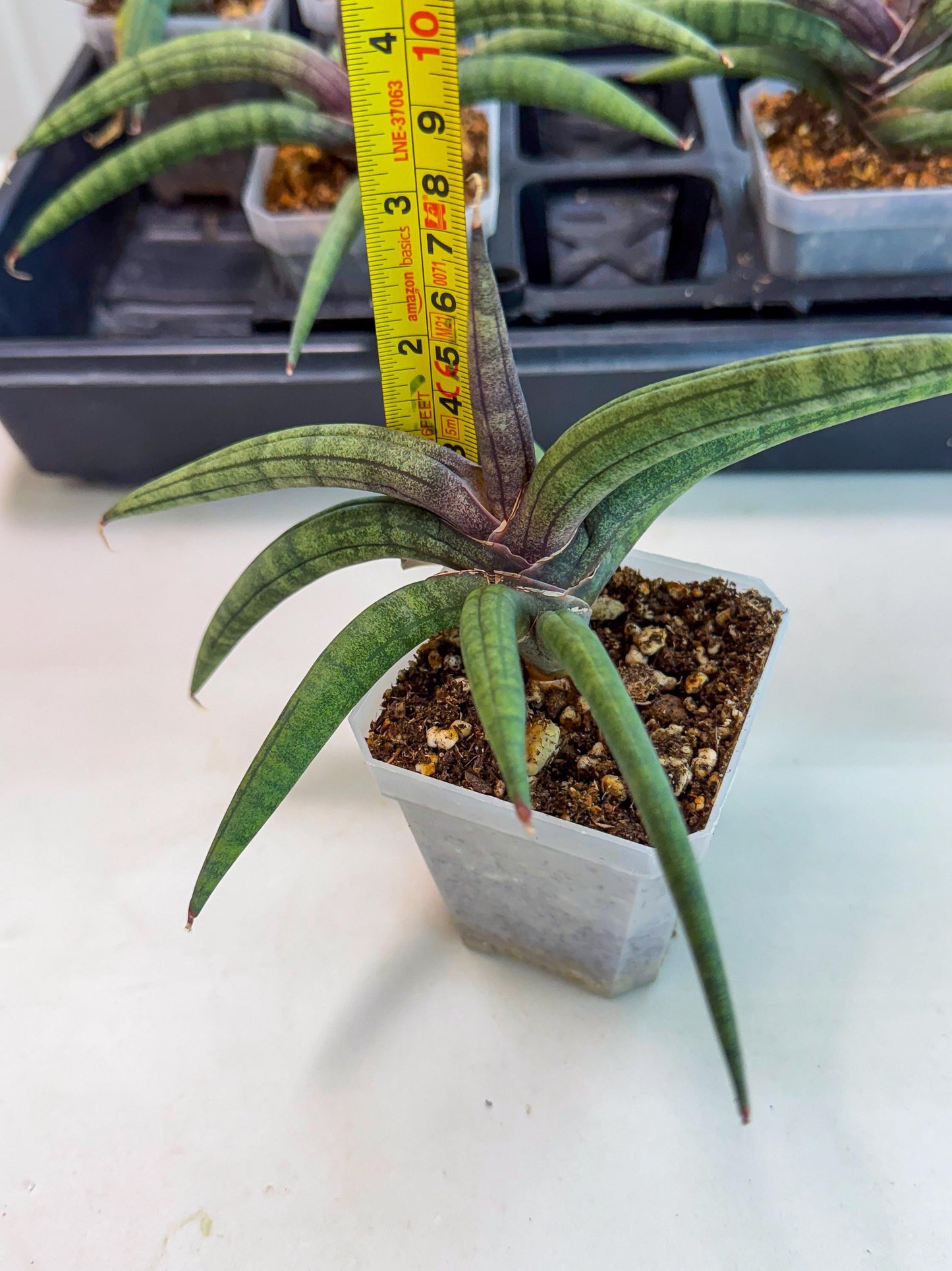 Sansevieria Terung Muda (p) | Rare Import