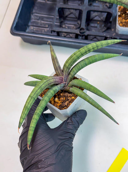 Sansevieria Terung Muda (y) | Rare Import