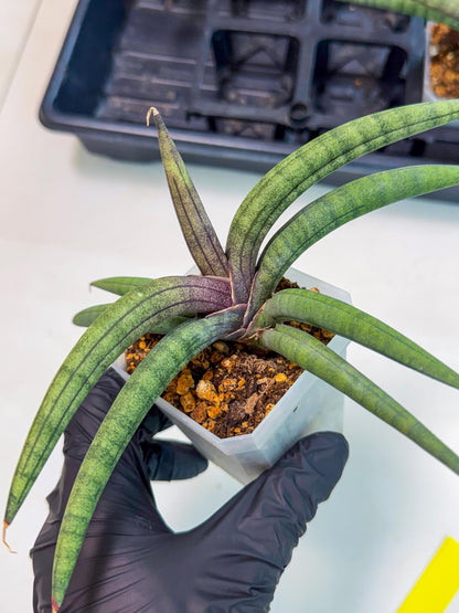 Sansevieria Terung Muda (y) | Rare Import