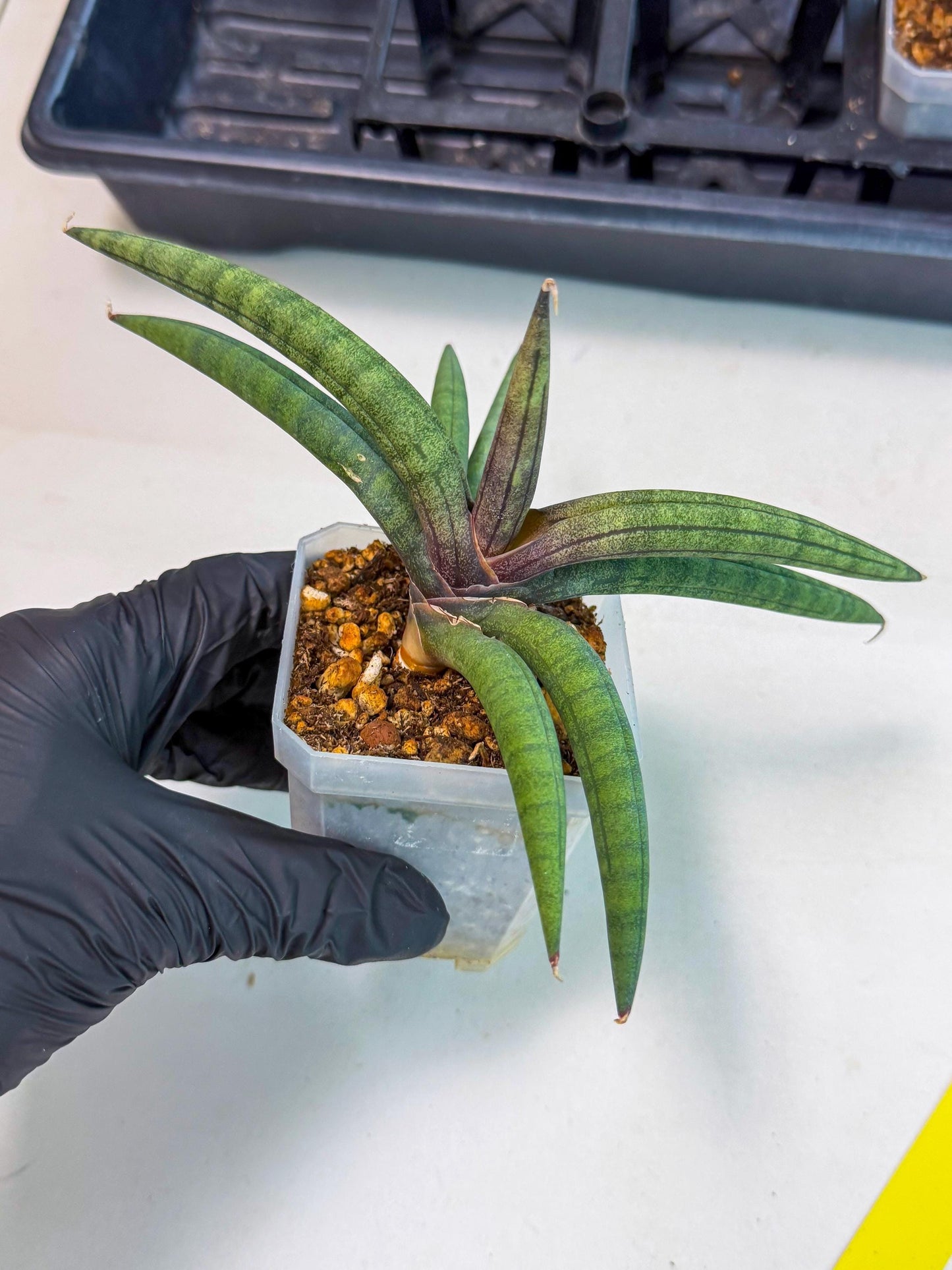 Sansevieria Terung Muda (y) | Rare Import
