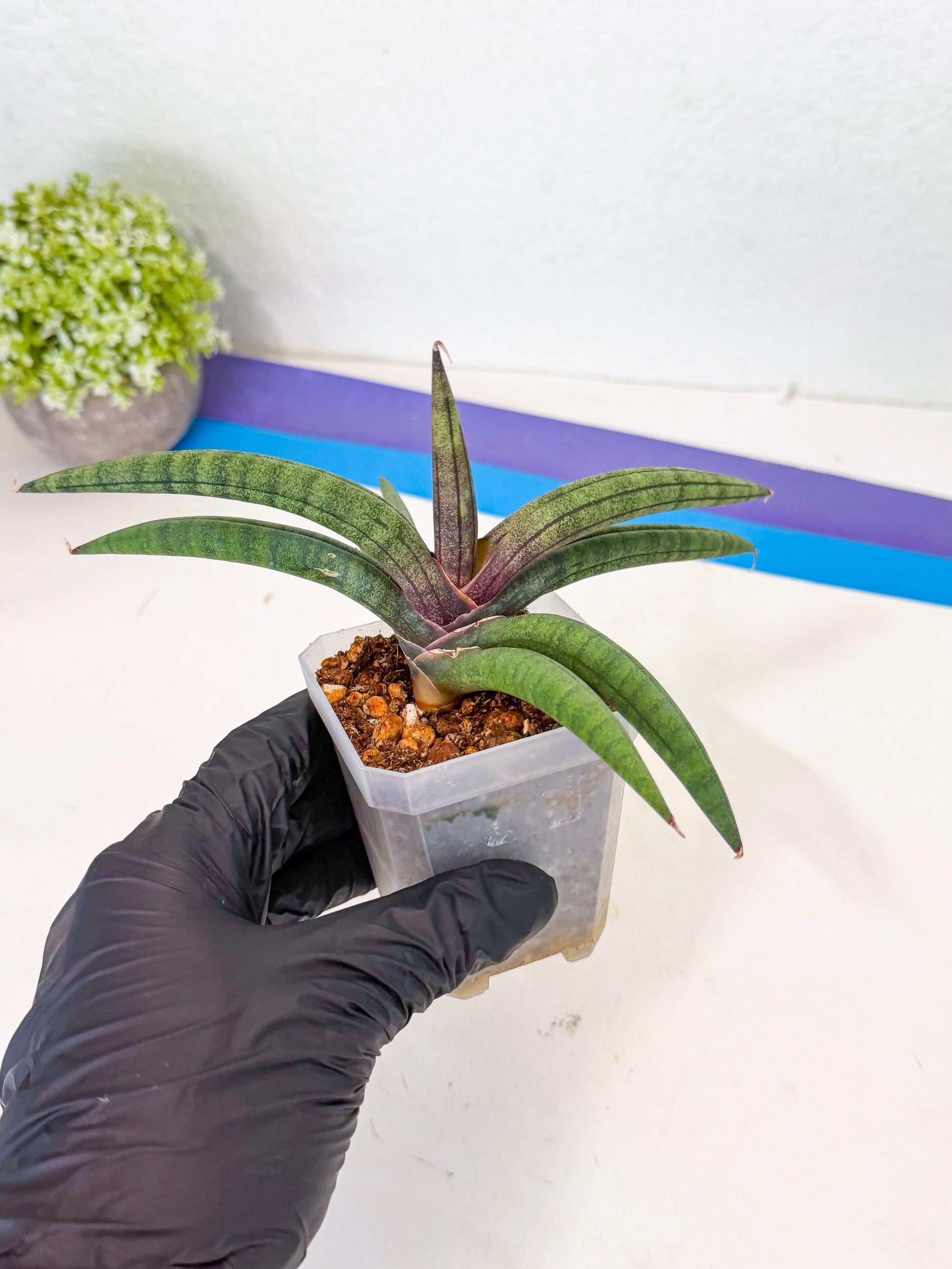 Sansevieria Terung Muda (y) | Rare Import