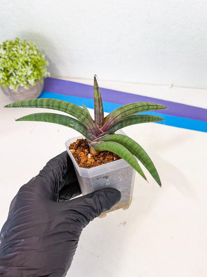 Sansevieria Terung Muda (y) | Rare Import