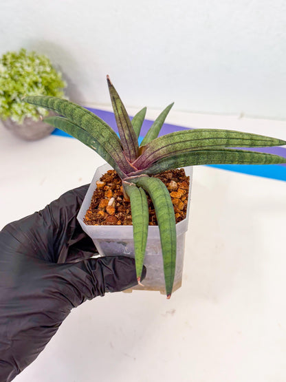 Sansevieria Terung Muda (y) | Rare Import