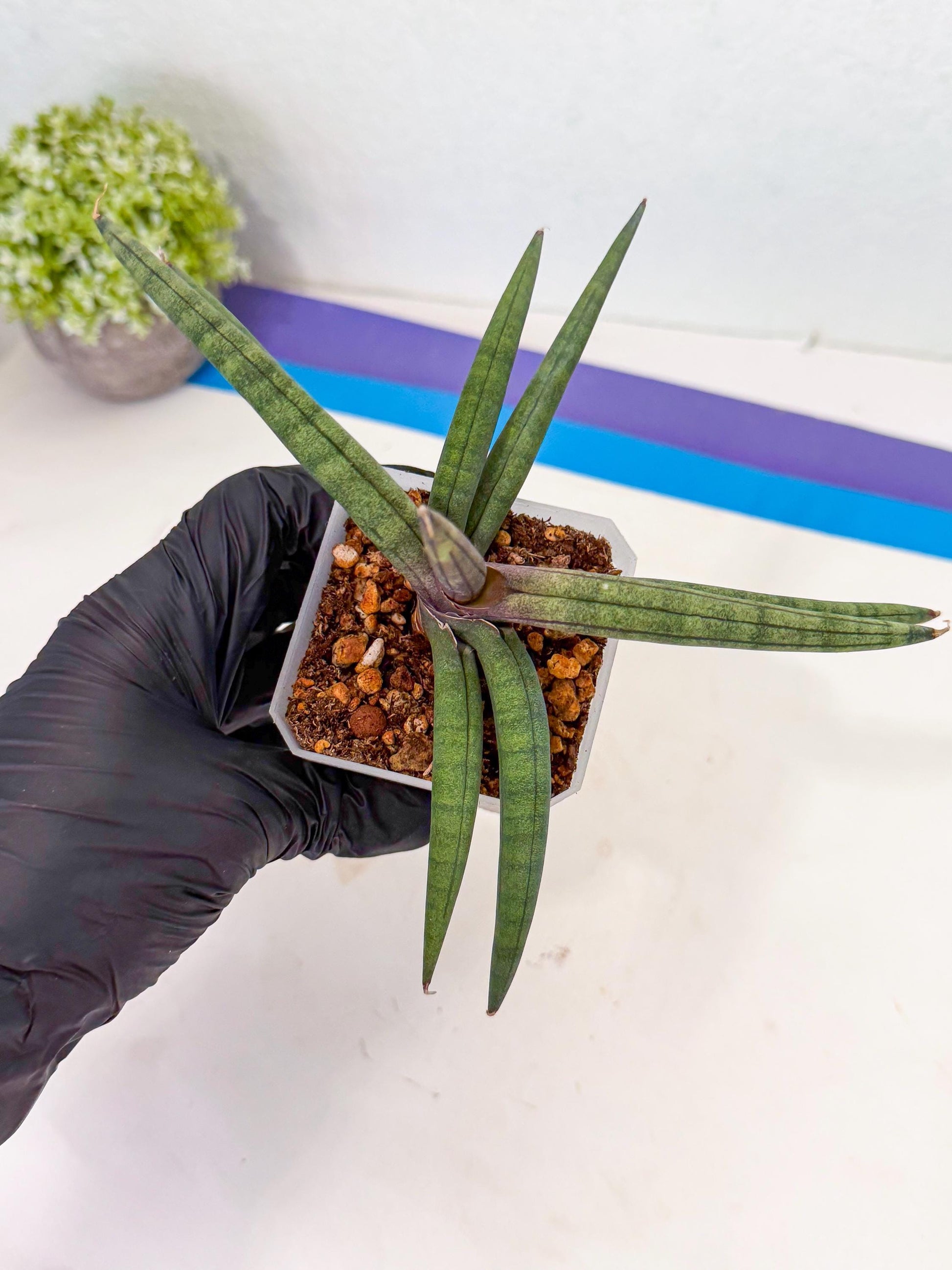 Sansevieria Terung Muda (y) | Rare Import
