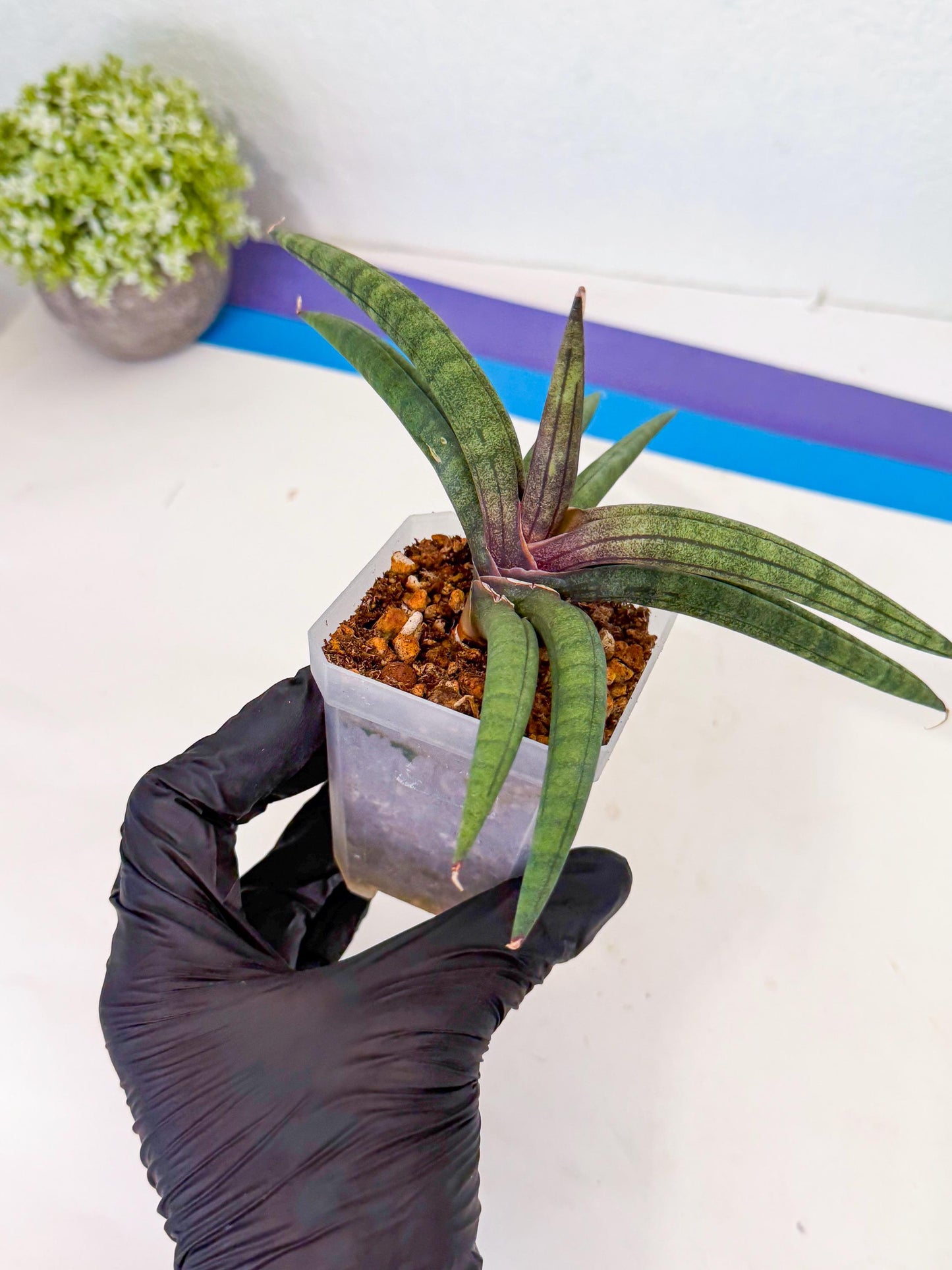 Sansevieria Terung Muda (y) | Rare Import