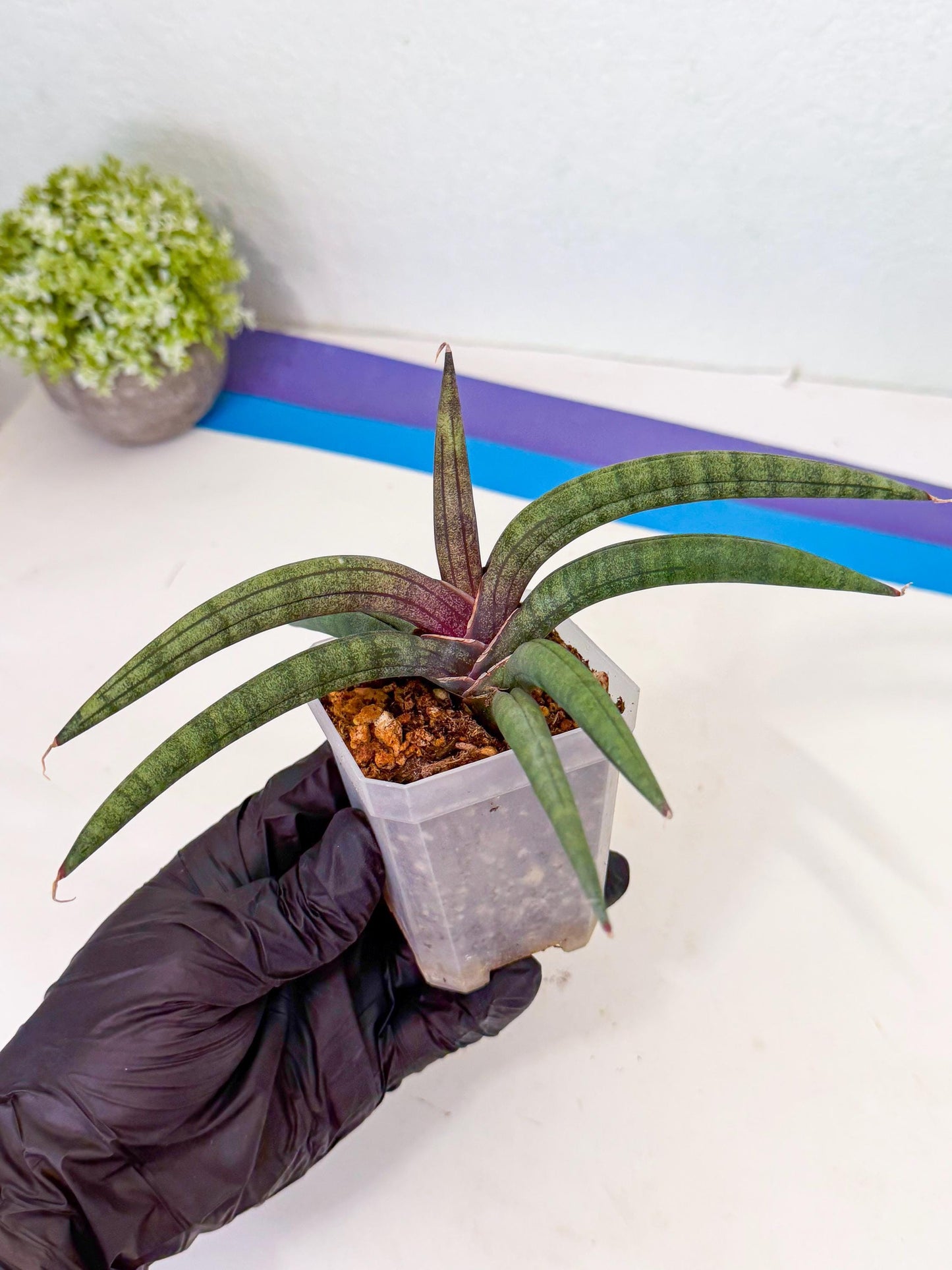 Sansevieria Terung Muda (y) | Rare Import