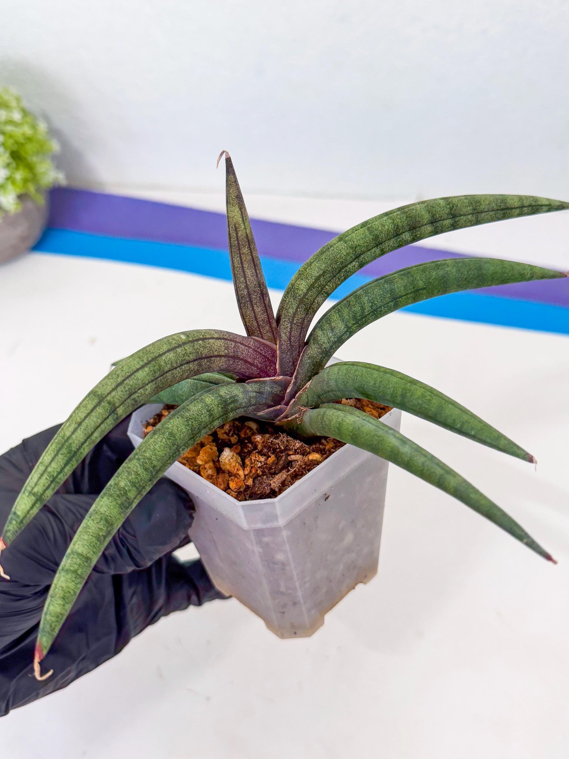 Sansevieria Terung Muda (y) | Rare Import
