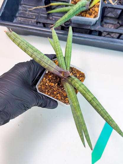 Sansevieria Terung Muda (g) | Rare Import