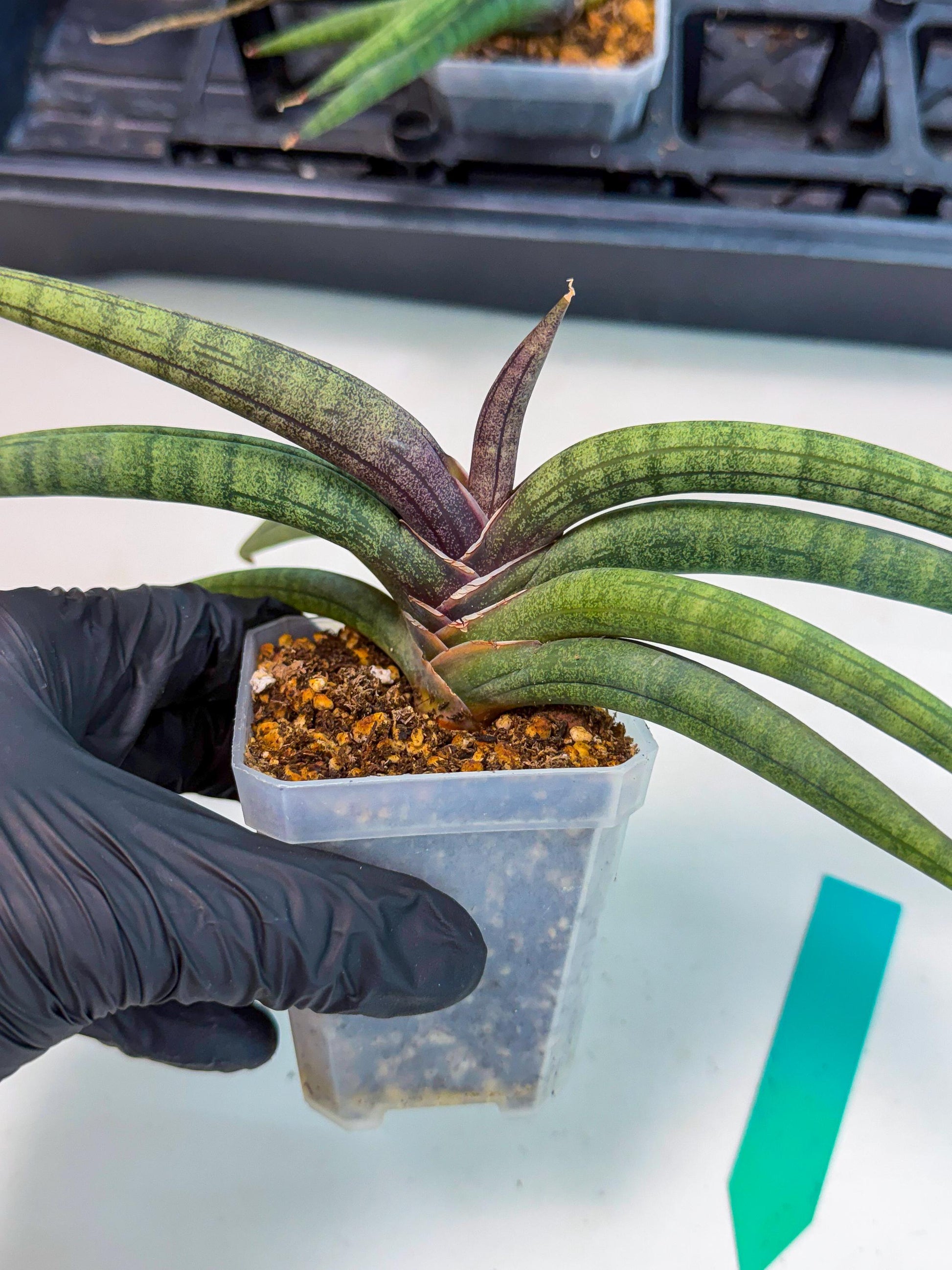 Sansevieria Terung Muda (g) | Rare Import