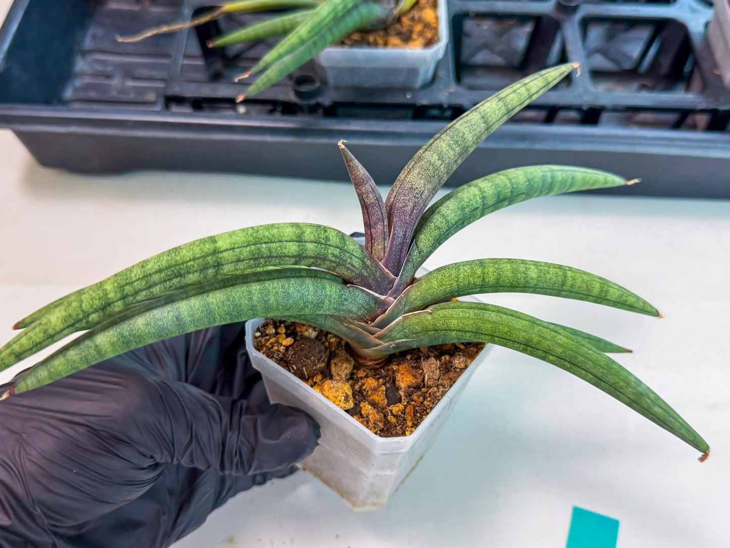 Sansevieria Terung Muda (g) | Rare Import