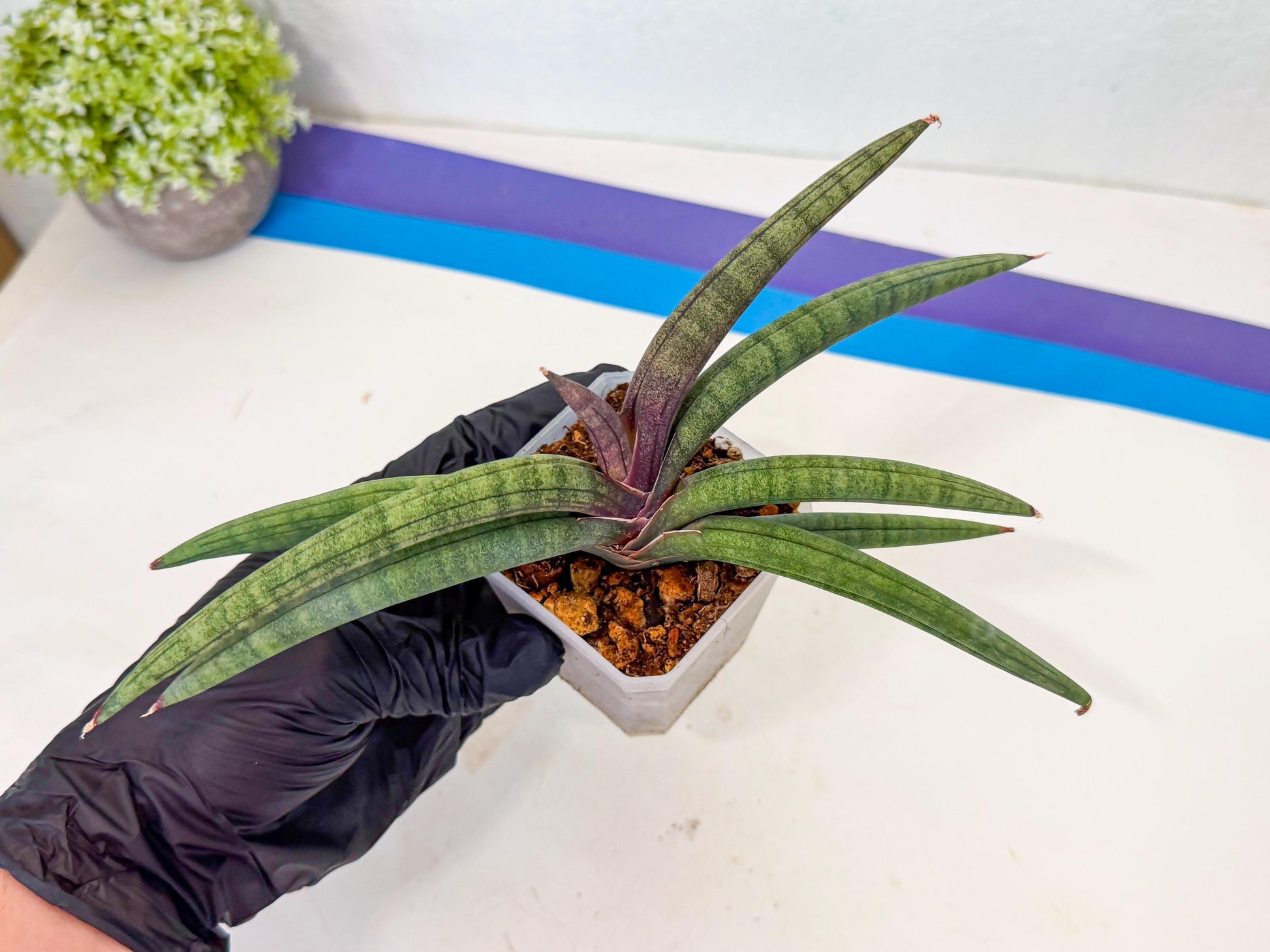 Sansevieria Terung Muda (g) | Rare Import