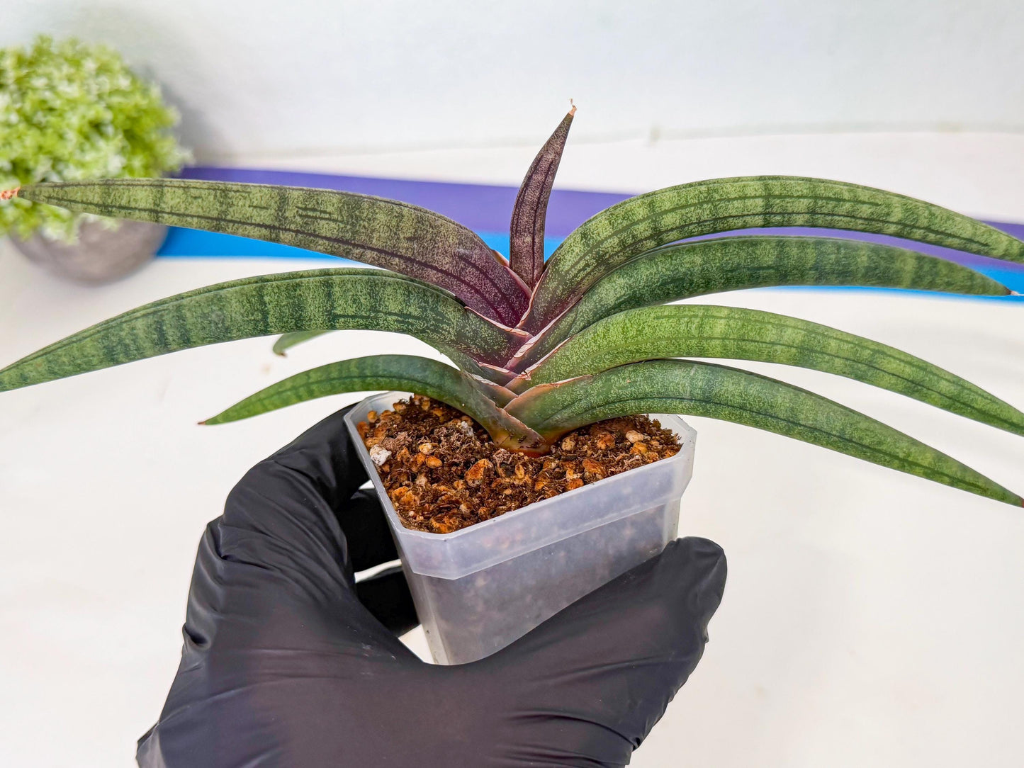Sansevieria Terung Muda (g) | Rare Import