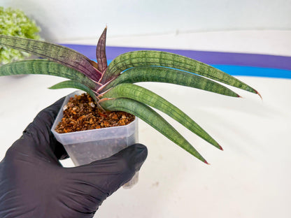 Sansevieria Terung Muda (g) | Rare Import