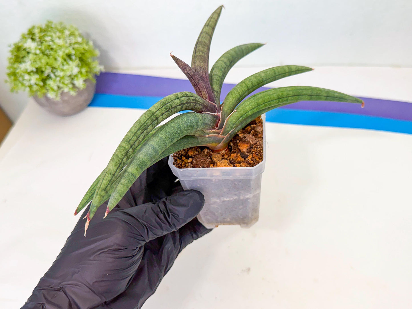 Sansevieria Terung Muda (g) | Rare Import