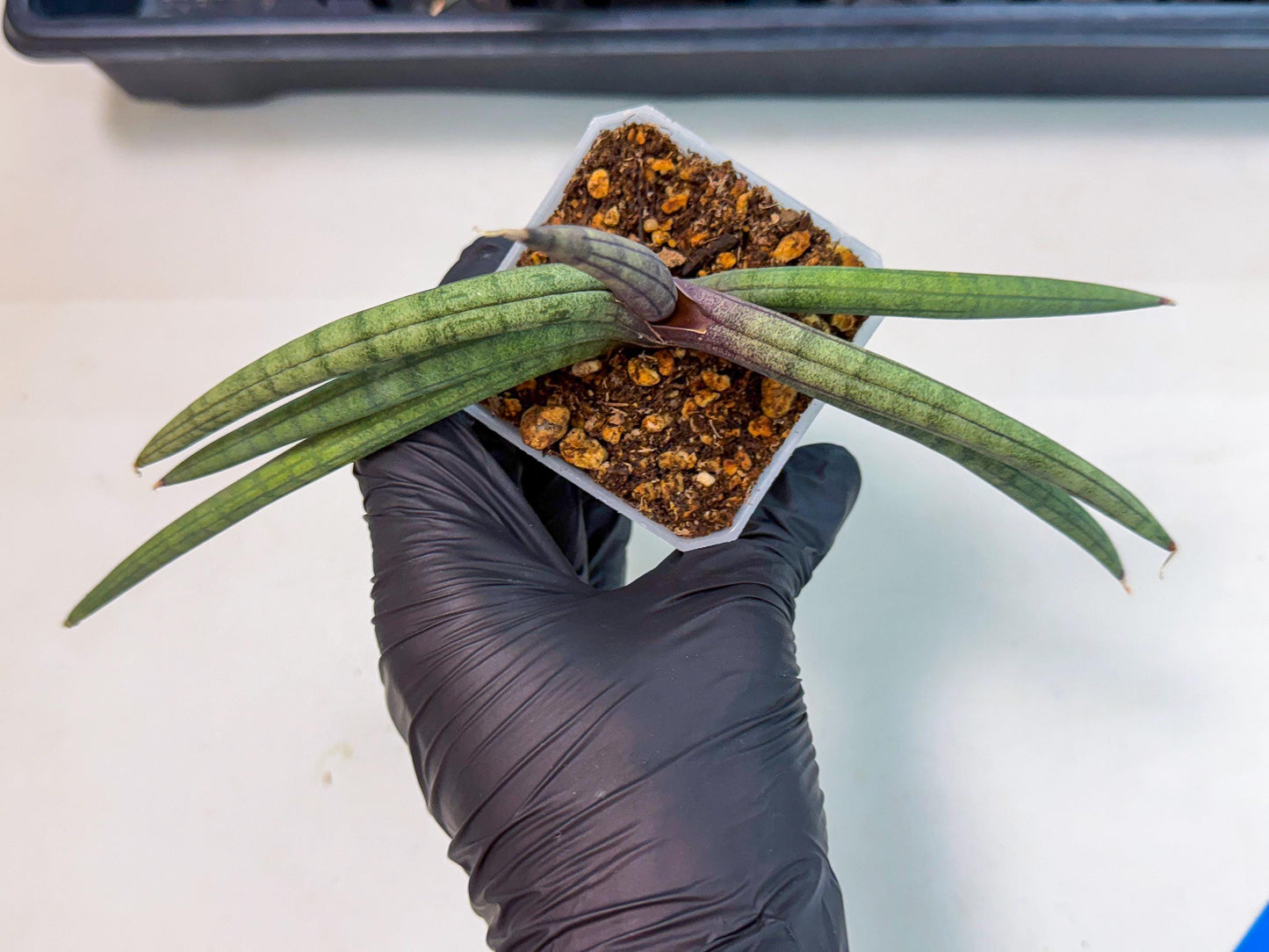 Sansevieria Terung Muda (b) | Rare Import