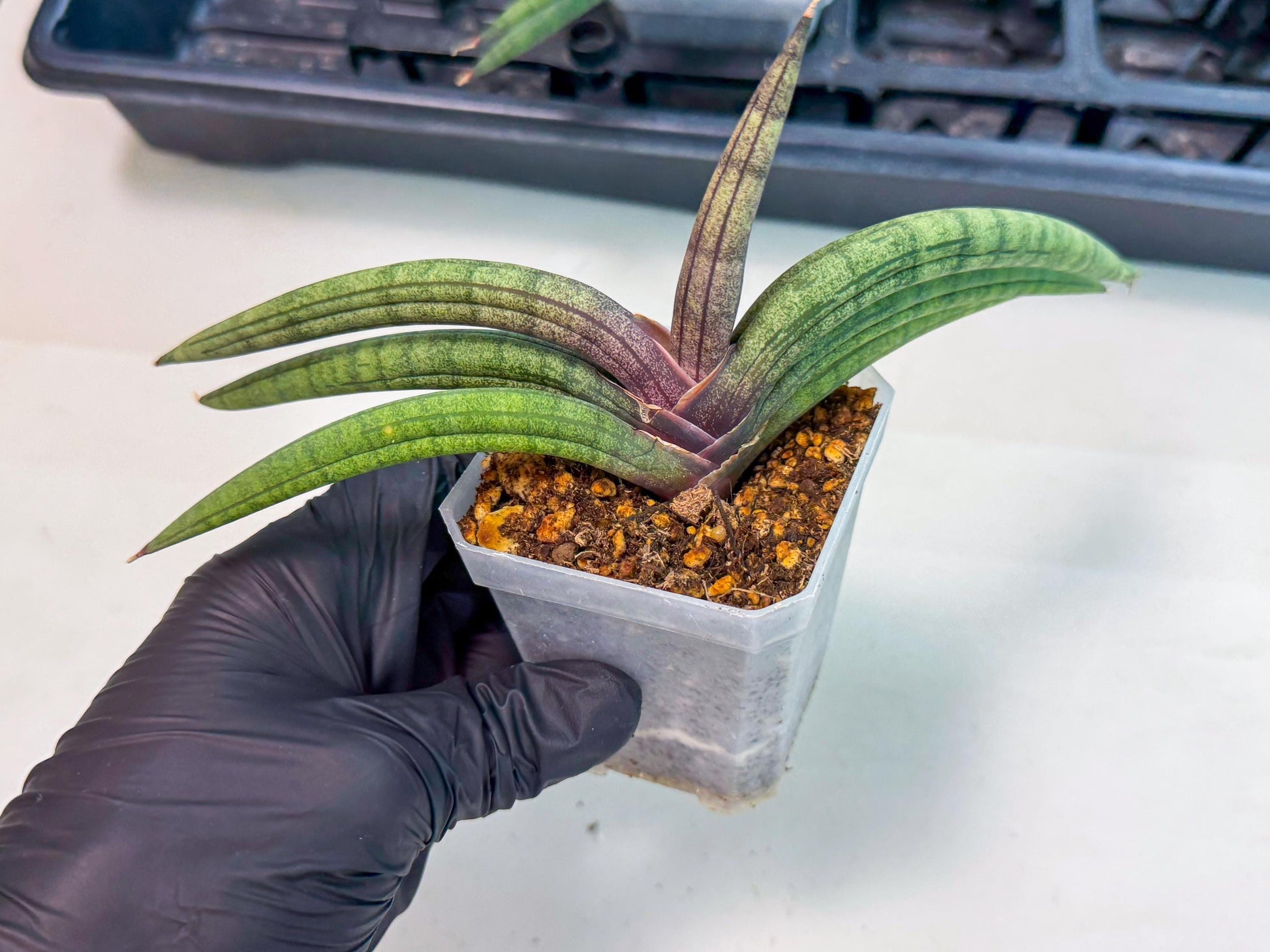 Sansevieria Terung Muda (b) | Rare Import