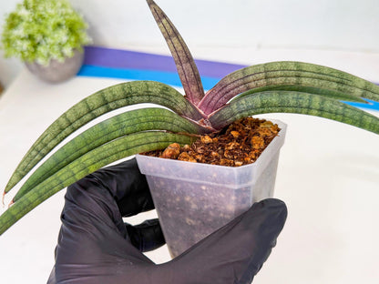 Sansevieria Terung Muda (b) | Rare Import