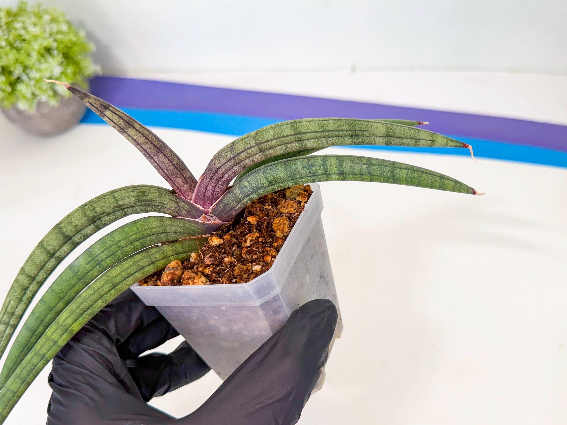 Sansevieria Terung Muda (b) | Rare Import