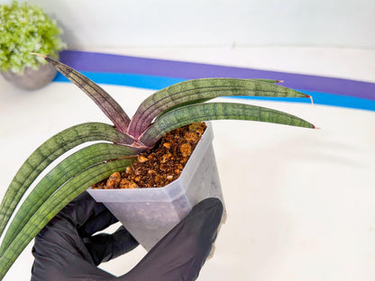 Sansevieria Terung Muda (b) | Rare Import