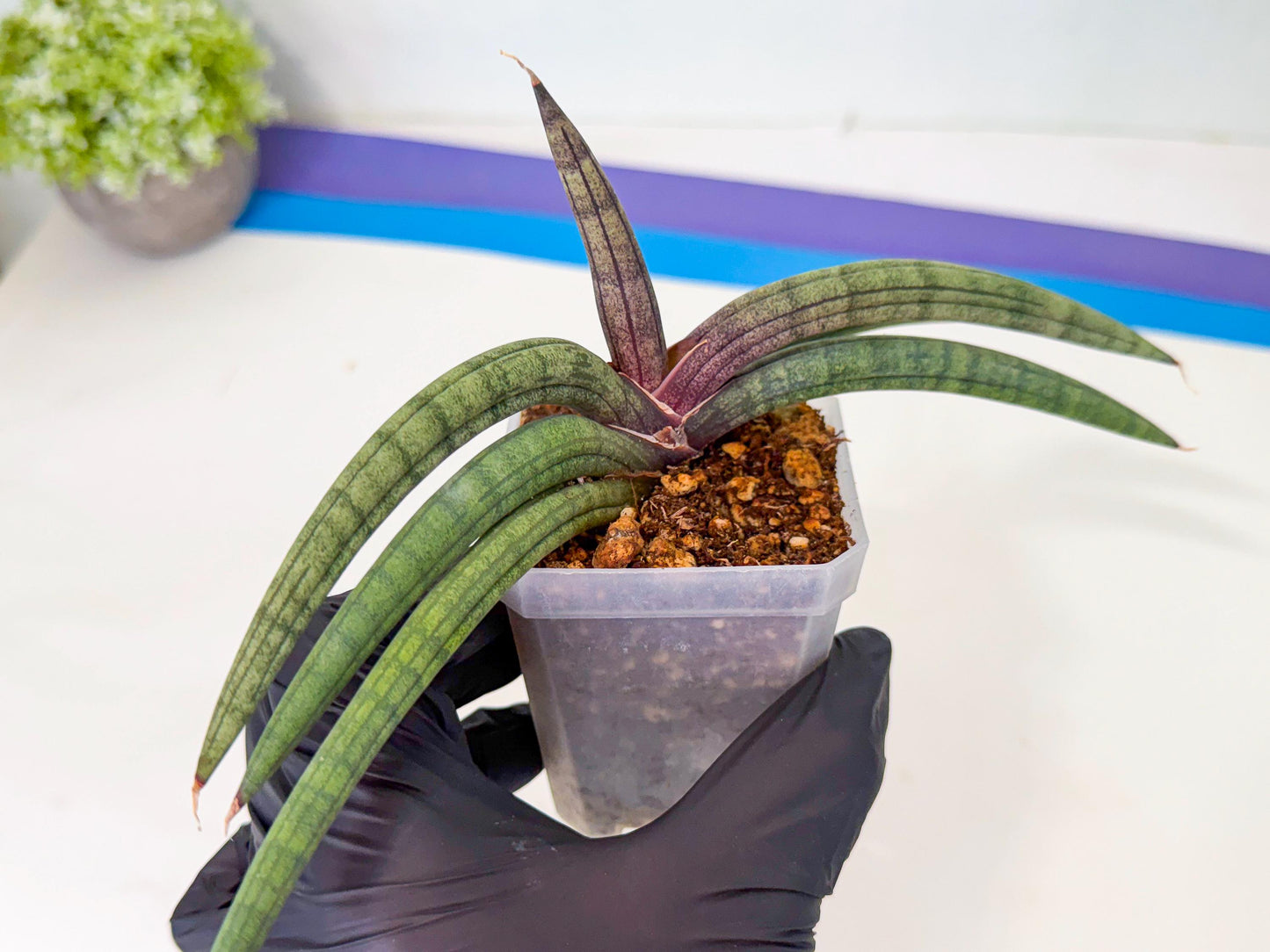 Sansevieria Terung Muda (b) | Rare Import