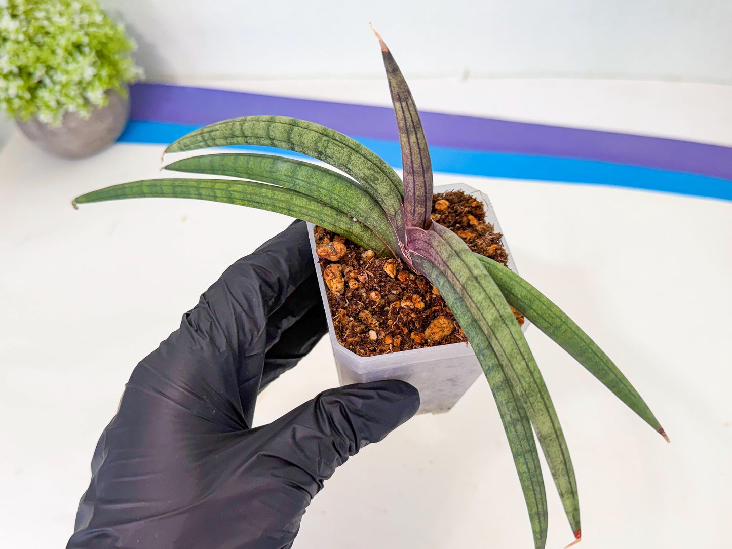 Sansevieria Terung Muda (b) | Rare Import