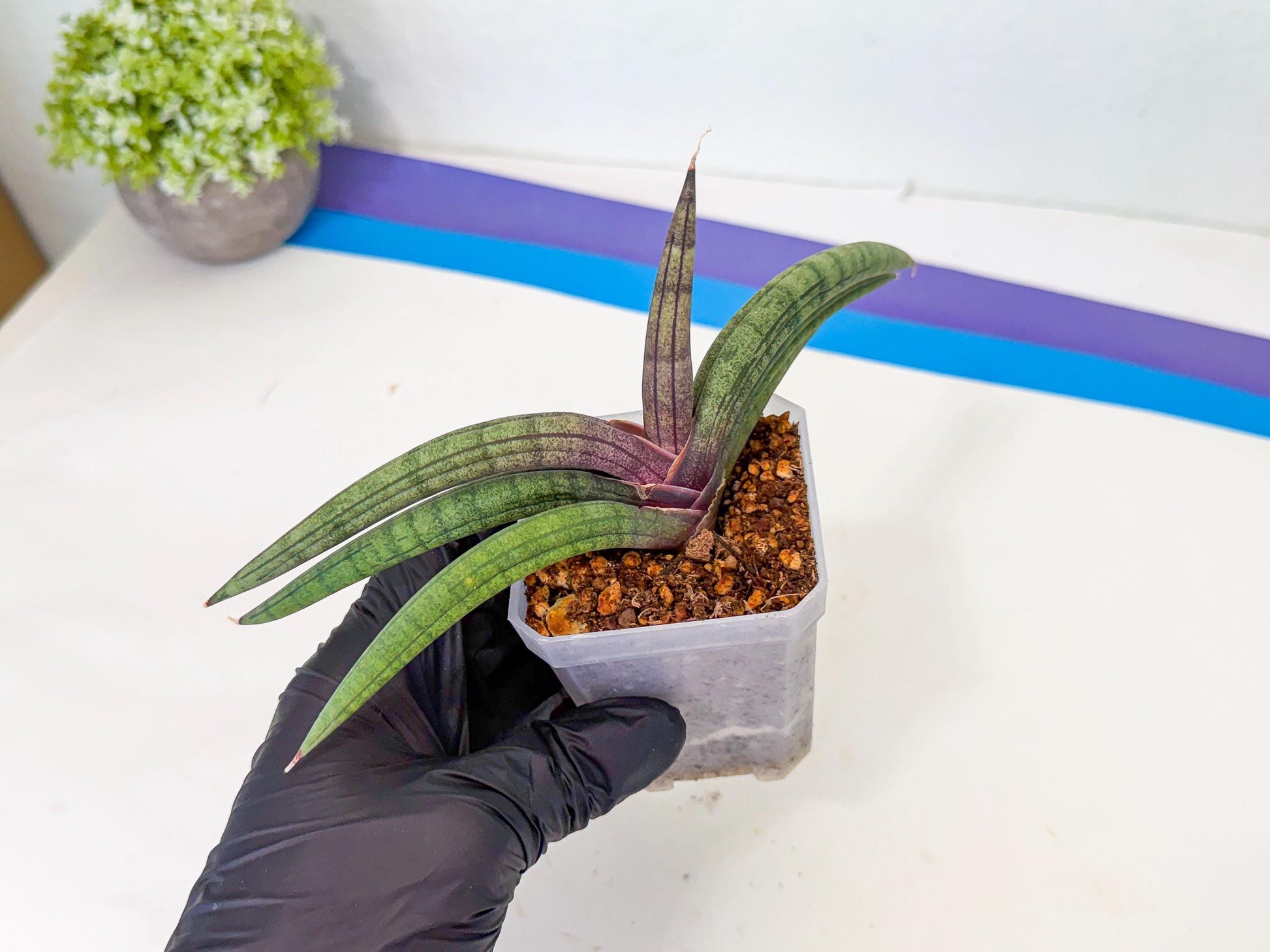 Sansevieria Terung Muda (b) | Rare Import