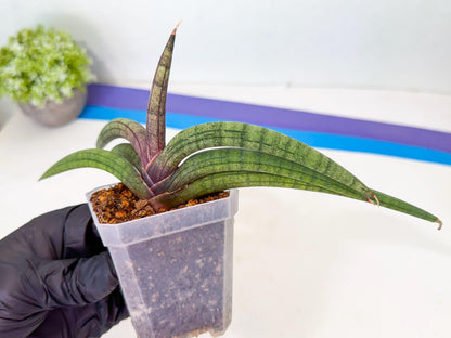 Sansevieria Terung Muda (b) | Rare Import
