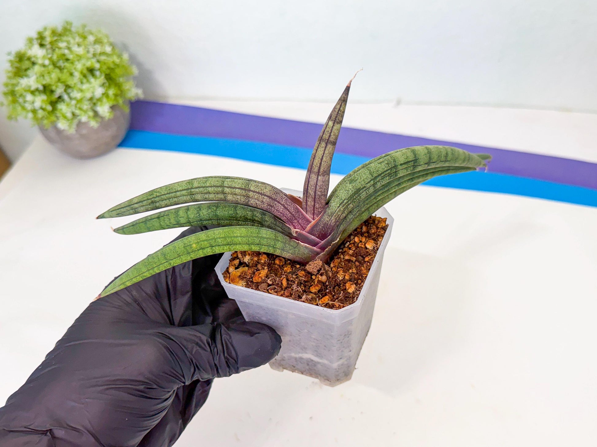 Sansevieria Terung Muda (b) | Rare Import