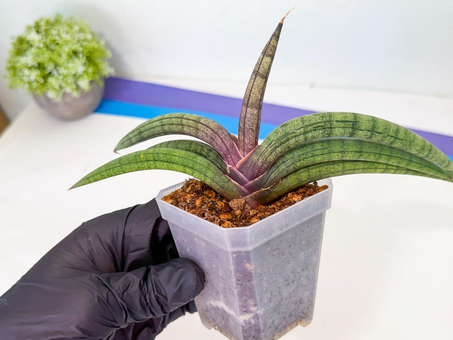 Sansevieria Terung Muda (b) | Rare Import