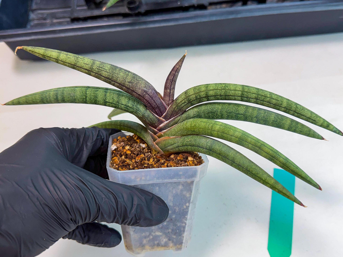 Sansevieria Terung Muda (g) | Rare Import