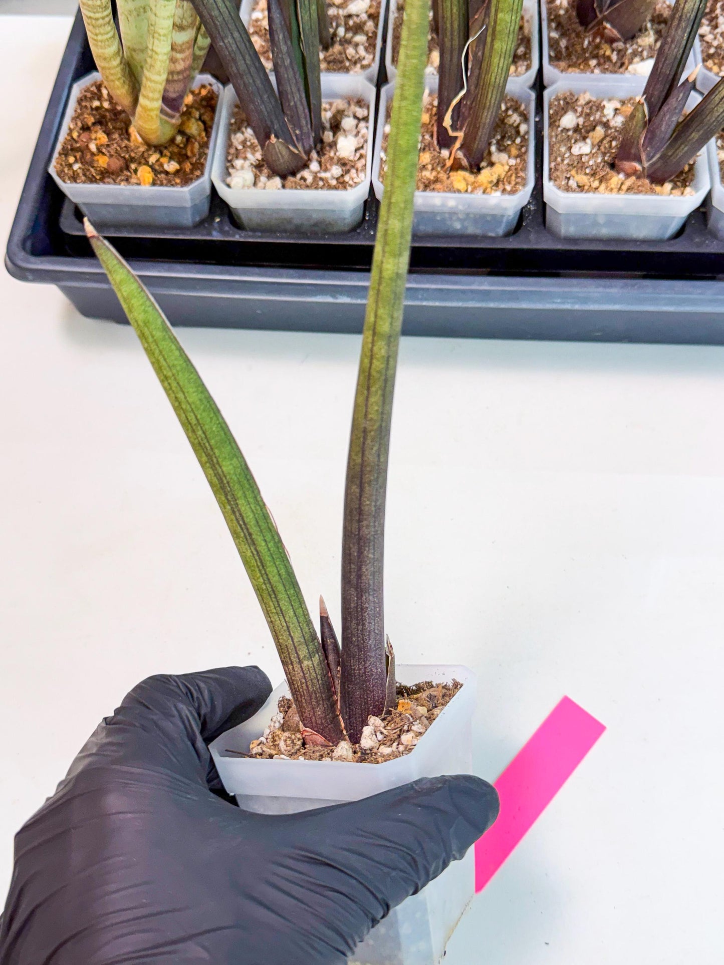 Sansevieria Pink Cell (p) | Color changes seasonally