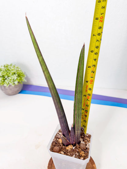 Sansevieria Pink Cell (p) | Color changes seasonally