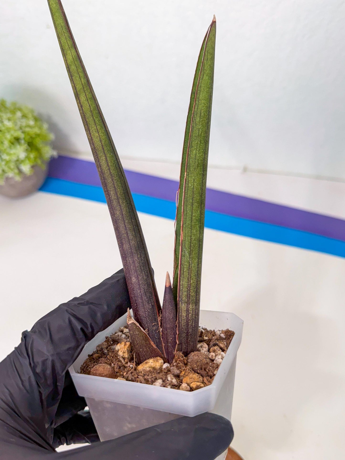 Sansevieria Pink Cell (p) | Color changes seasonally