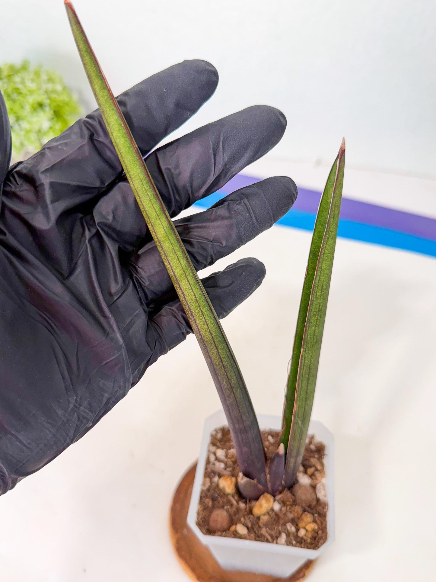 Sansevieria Pink Cell (p) | Color changes seasonally