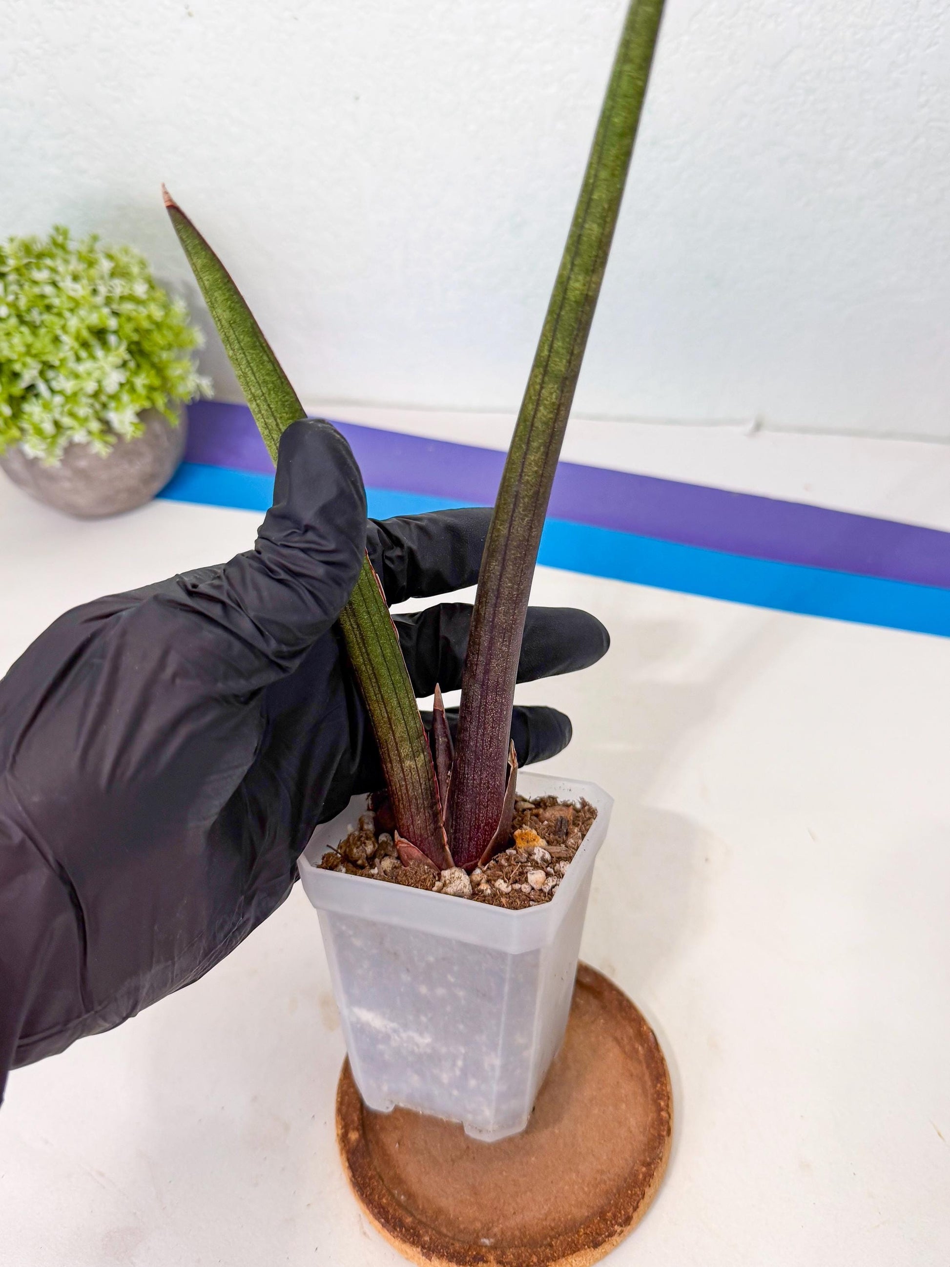 Sansevieria Pink Cell (p) | Color changes seasonally