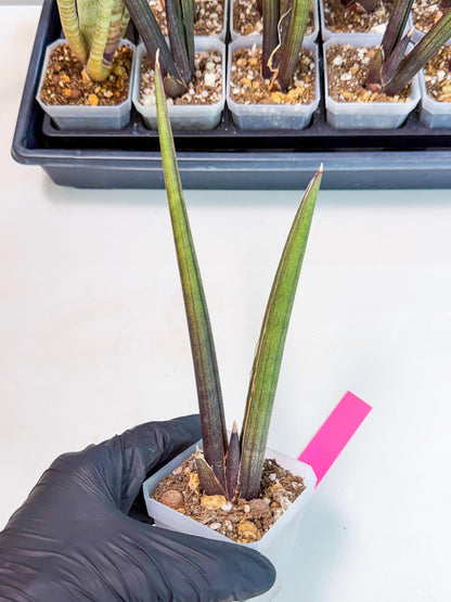 Sansevieria Pink Cell (p) | Color changes seasonally