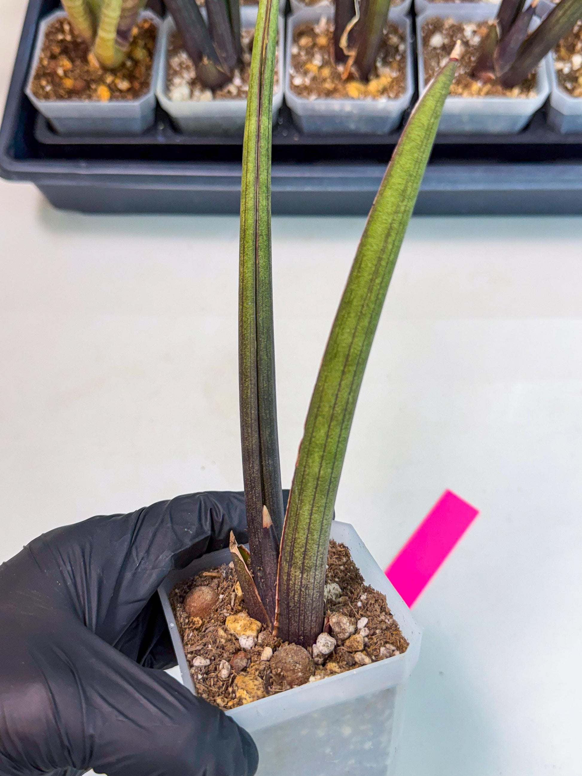 Sansevieria Pink Cell (p) | Color changes seasonally