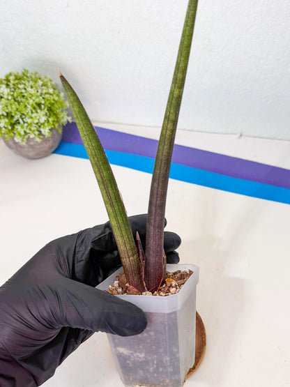 Sansevieria Pink Cell (p) | Color changes seasonally