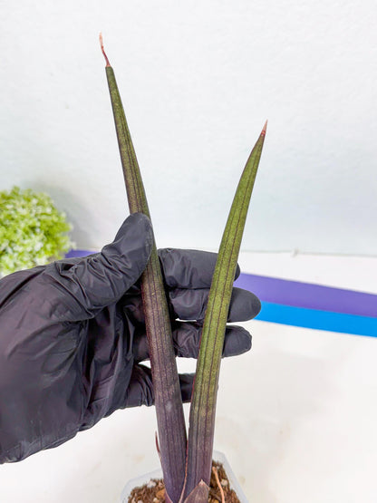 Sansevieria Pink Cell (y) | Color changes seasonally