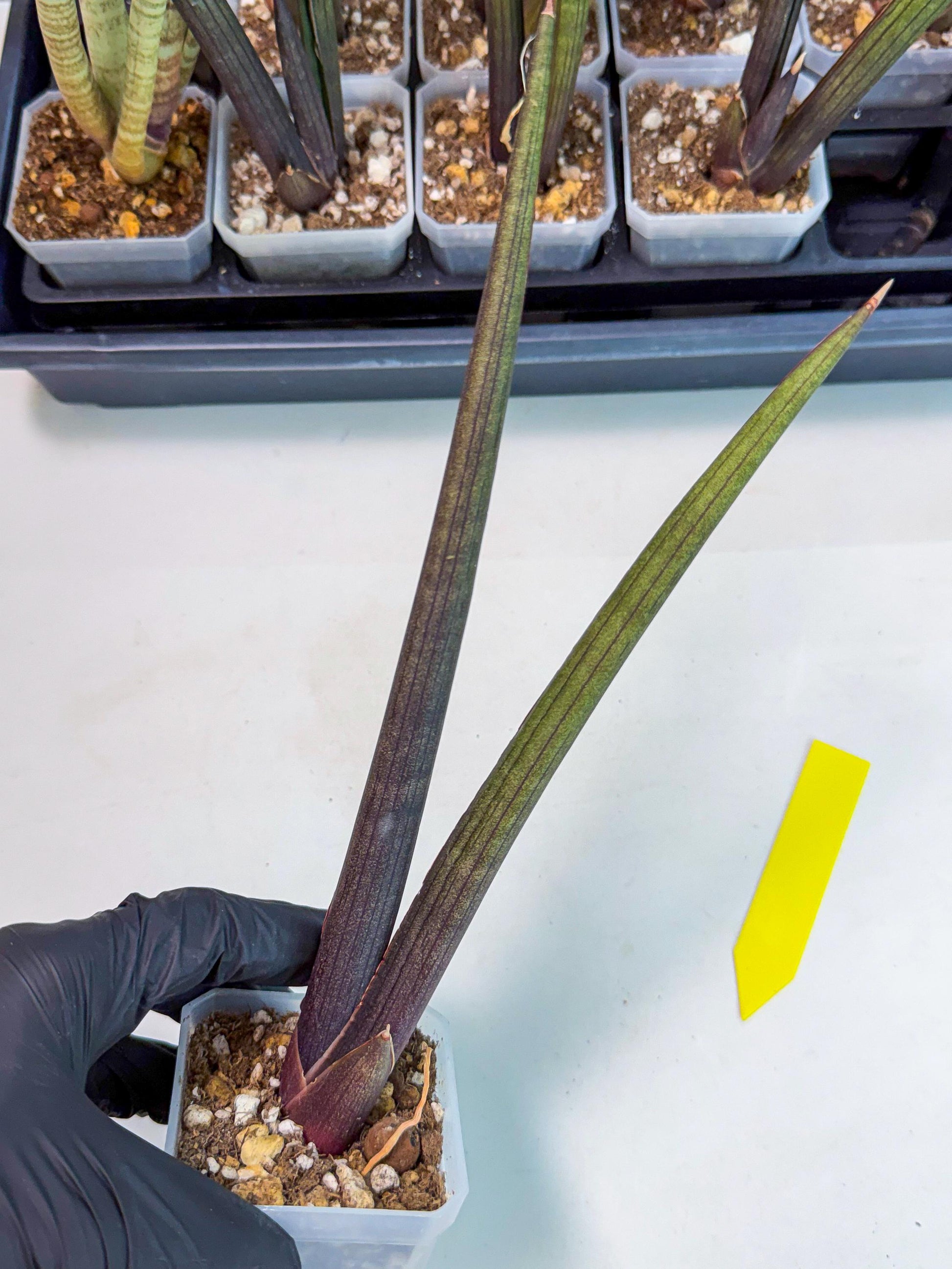 Sansevieria Pink Cell (y) | Color changes seasonally