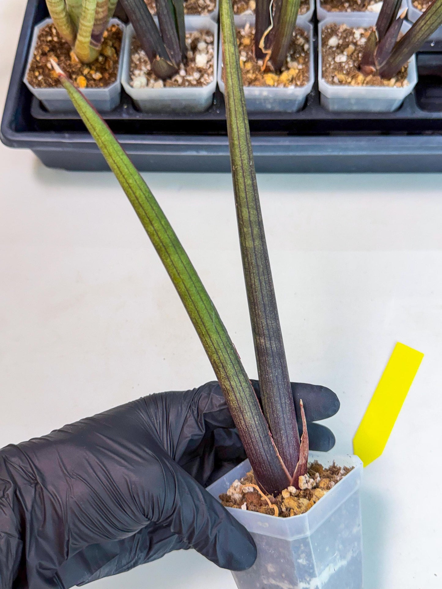 Sansevieria Pink Cell (y) | Color changes seasonally