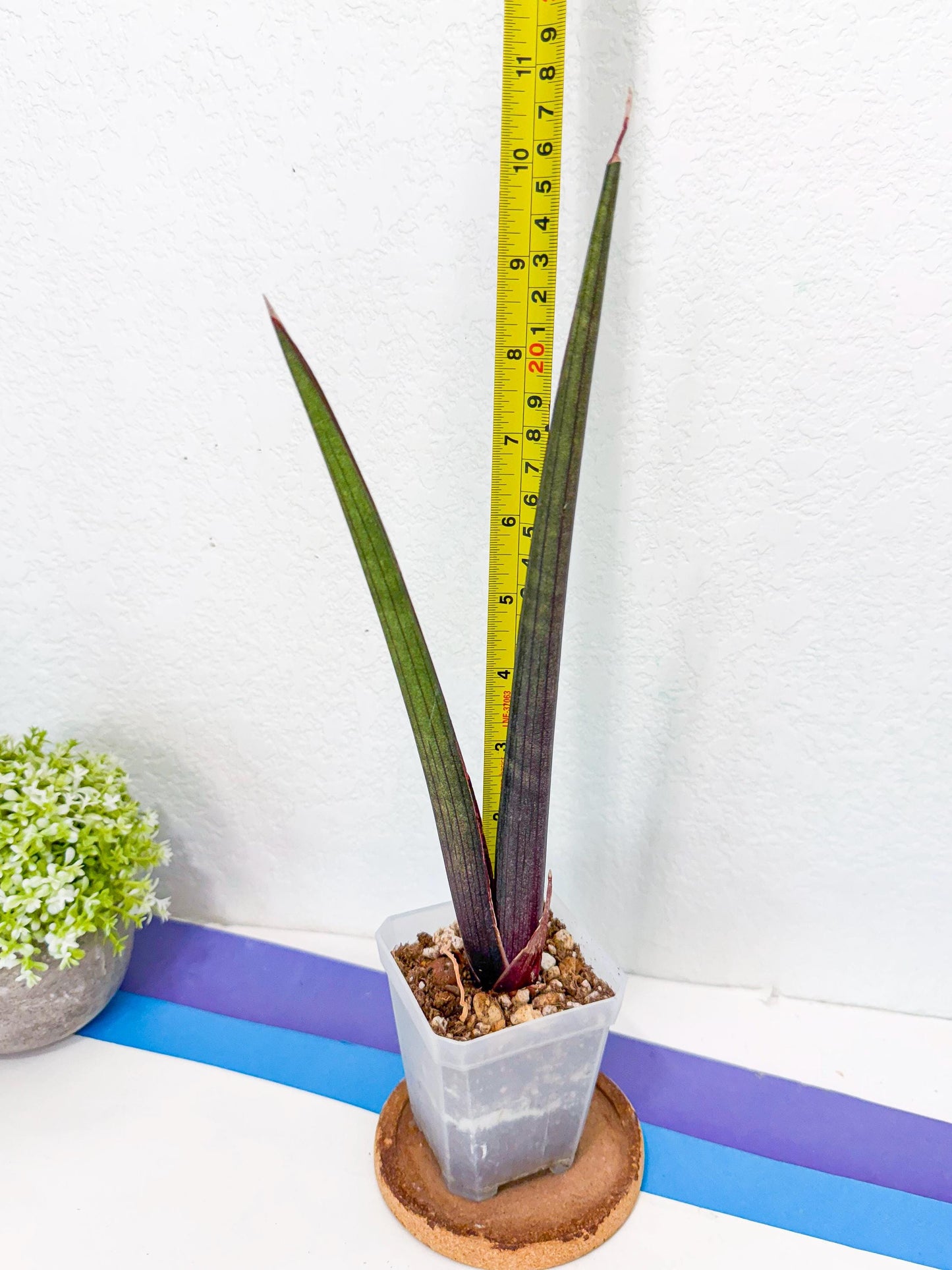 Sansevieria Pink Cell (y) | Color changes seasonally