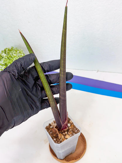 Sansevieria Pink Cell (y) | Color changes seasonally