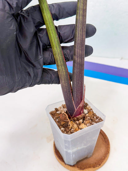 Sansevieria Pink Cell (y) | Color changes seasonally