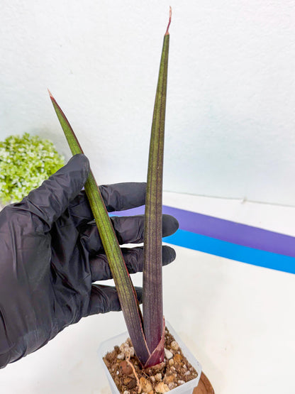 Sansevieria Pink Cell (y) | Color changes seasonally