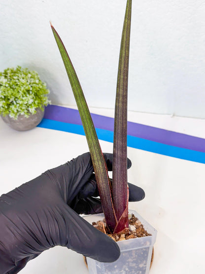 Sansevieria Pink Cell (y) | Color changes seasonally