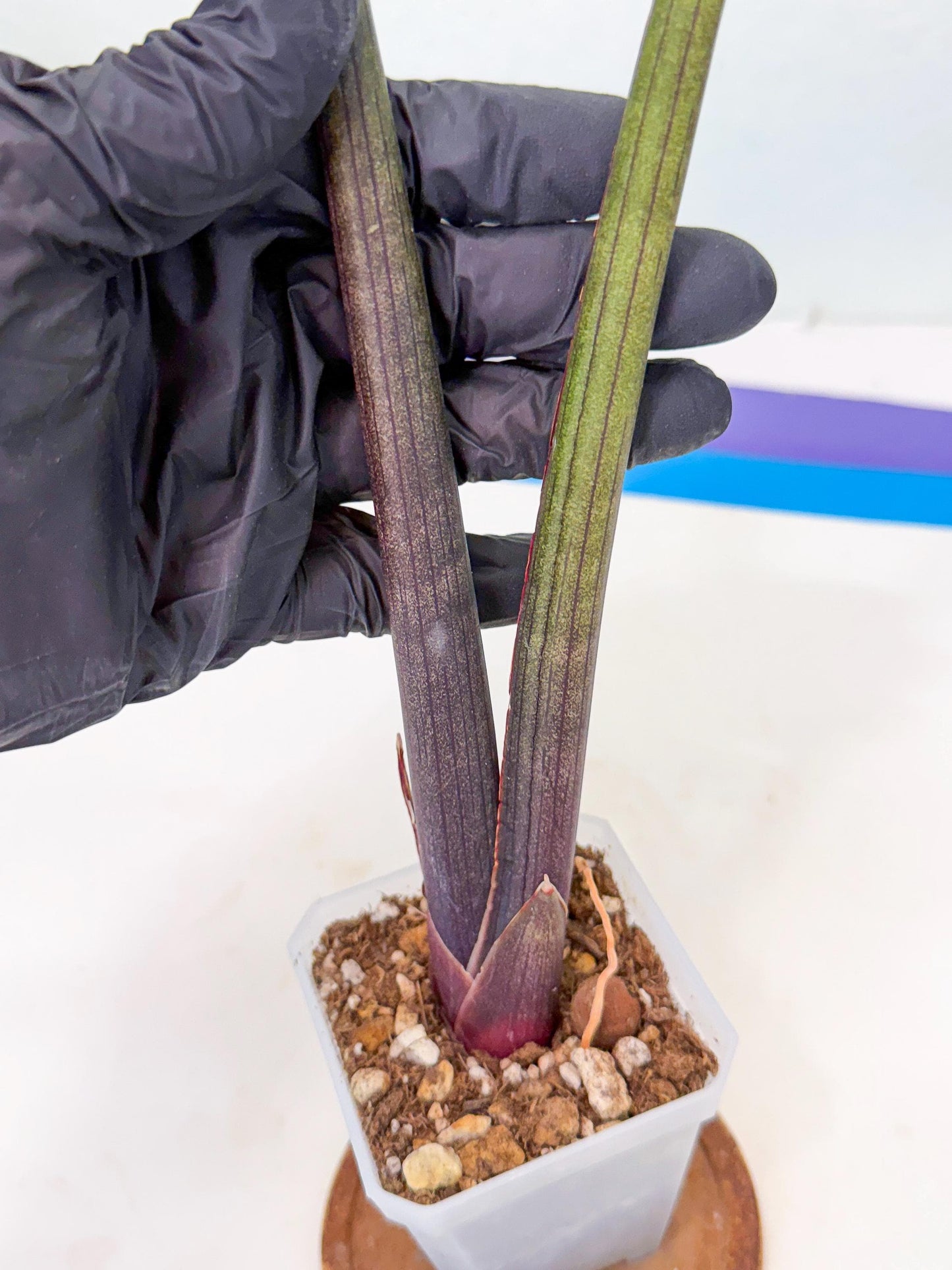 Sansevieria Pink Cell (y) | Color changes seasonally