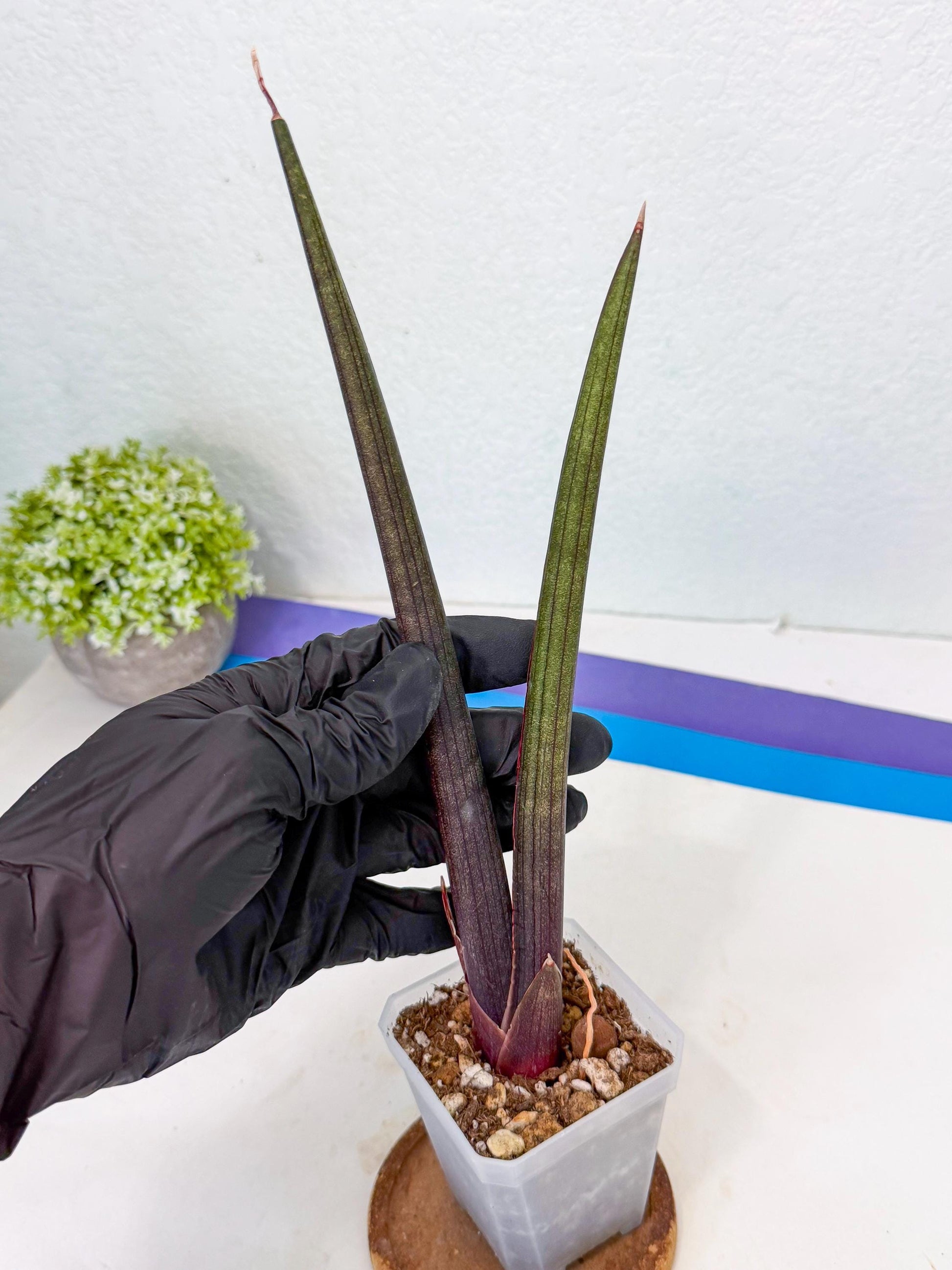 Sansevieria Pink Cell (y) | Color changes seasonally